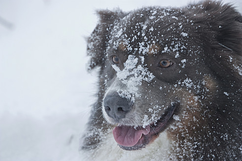 Deutschland, Braunschweig, Snowy australian shepherd, Nahaufnahme - HKF000477