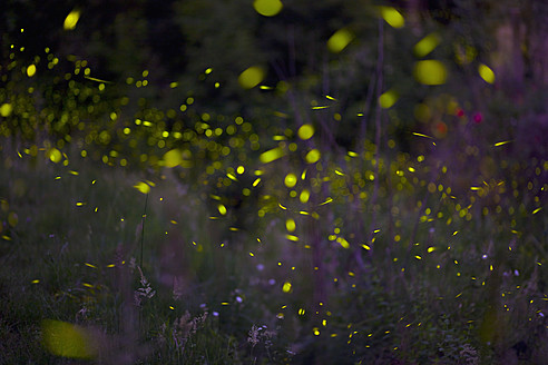 Italy, Tuscany, View of fireflies in meadow at night - HSIF000136