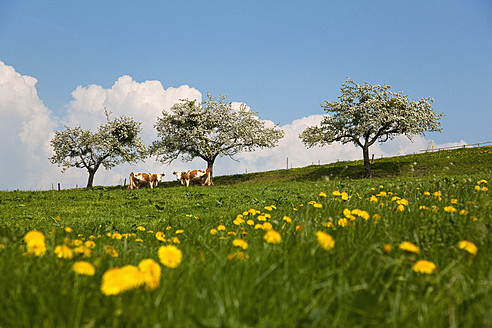 Germany, Munich, Muensing, View of cows grazing in meadow - HSIF000125
