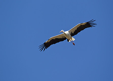 Deutschland, Bayern, Weißstorch fliegt gegen blauen Himmel - FOF003562