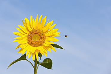 Deutschland, Bayern, Hummel um Sonnenblume schwebend - FOF003568