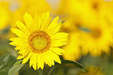 Germany, Bavaria, Sunflower in field, close up - FOF003569