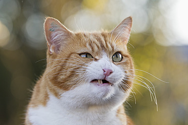 Germany, Bavaria, Close up of angry European Shorthair cat - FOF003595