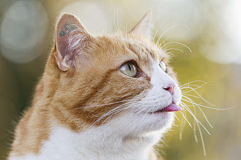 Deutschland, Bayern, Nahaufnahme einer rothaarigen und weißen Europäisch Kurzhaar Katze - FOF003596