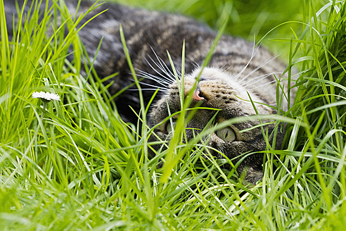 Deutschland, Bayern, Europäische Kurzhaarkatze auf Wiese liegend - FOF003590