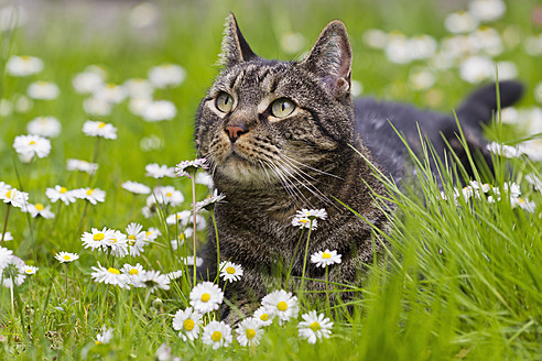 Deutschland, Bayern, Europäische Kurzhaarkatze auf Wiese liegend - FOF003589