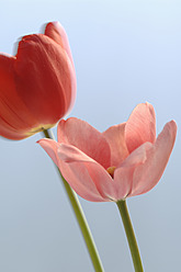 Variety of tulips on blue background, close up - CRF002096
