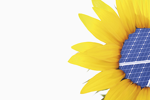 Close up of sunflower with solar panel on white background - TSF000343