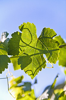 Deutschland, Nahaufnahme eines Weinblatts gegen den Himmel - TSF000348