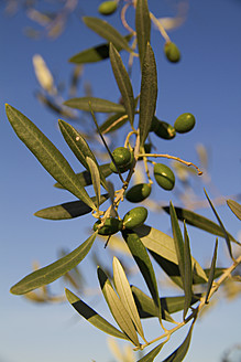 Kroatien, Istrien, Zweig eines Olivenbaums mit Oliven - MBEF000169