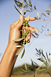 Croatia, Istria, Woman's hand holding olive branch, close up - MBEF000170