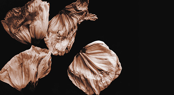 Withered leaves of poppy flower on black background, close up - HSTF000022