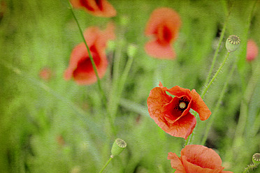 Germany, Munich, Close up of red poppy in meadow, textured effect - HSTF000006