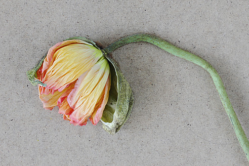 Close up of wilted poppy - HSTF000005