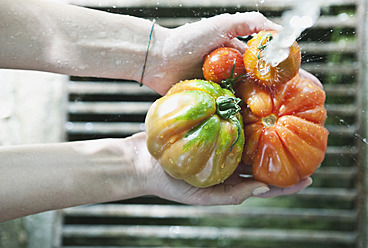 Italien, Toskana, Magliano, Nahaufnahme einer Frauenhand, die Tomaten unter Wasser wäscht - WESTF017284