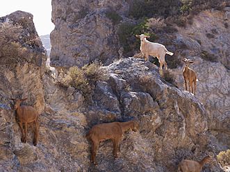 Spanien, Andalusien, Casares, Bergziegen auf Felsen in der Nähe eines weißen Bergdorfes - BSCF000058