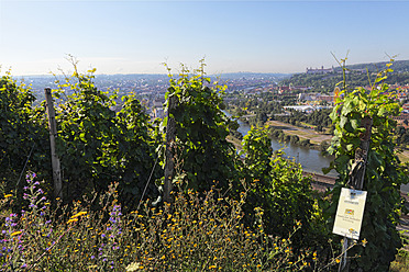 Deutschland, Bayern, Würzburg, Blick auf die Weinberge am steinberg - SIEF001905