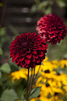 Deutschland, Hamburg, Dahlien und Ringelblumen im Kleingarten - DBF000173