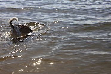 Norddeutschland, Flensburg, Kromfohrländer suchen etwas im Wasser - KSWF000759