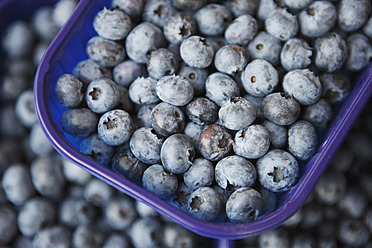 Deutschland, Bremen, Blaubeeren in Schale auf dem Markt, Nahaufnahme - KSWF000754