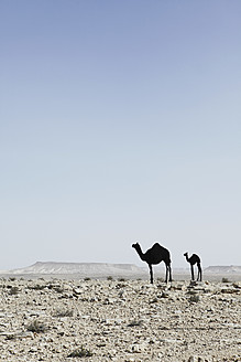 Israel, Gefälschte Kamele in der Negev-Wüste gegen den Himmel - TLF000592