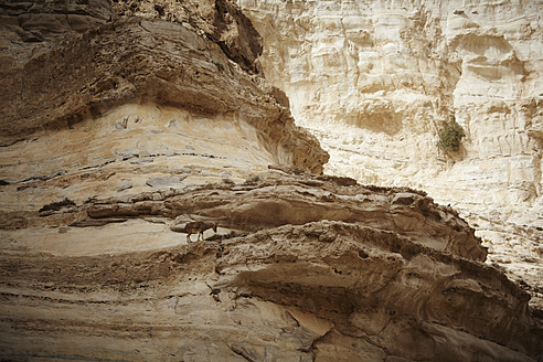 Israel, View of mountain goat at ein avdaat canyon - TLF000593