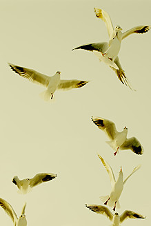 Deutschland, Hamburg, Gruppe von Möwen fliegen in Himmel - TLF000604