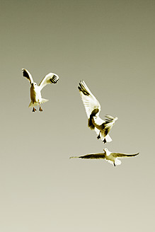 Deutschland, Hamburg, Möwen fliegen in den Himmel - TLF000605