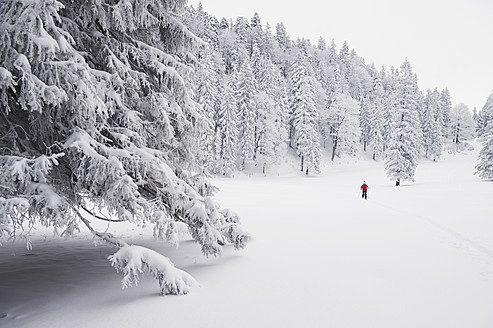 Deutschland, Bayern, Junger Mann beim Telemark-Skifahren im Herzogstand-Bergwald - MIRF000310