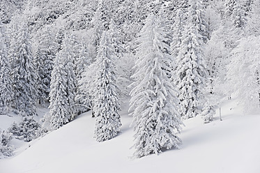 Deutschland, Bayern, Blick auf schneebedeckten Herzogstand Bergwald - MIRF000319