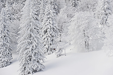Deutschland, Bayern, Blick auf schneebedeckten Herzogstand Bergwald - MIRF000320
