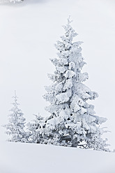 Deutschland, Bayern, Blick auf schneebedeckten Herzogstand Bergwald - MIRF000321