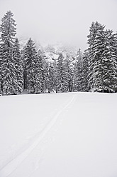 Germany, Bavaria, View of snowcovered Herzogstand mountainforest - MIRF000323