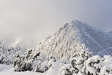 Deutschland, Bayern, Blick auf schneebedeckten Herzogstand Bergwald - MIRF000324