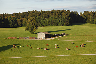 Germany, Bavaria, Upper Bavaria, View of cows grazing near peretshofen - SIEF001934