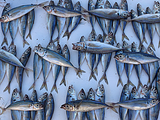 Marokko, Essaouira, Fische auf dem Fischmarkt - BSCF000087