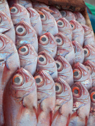 Marokko, Essaouira, Fische auf dem Fischmarkt, lizenzfreies Stockfoto