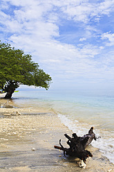 Indonesien, Lombock, Gili-Trawangan, Blick auf Baum am Strand - WVF000178