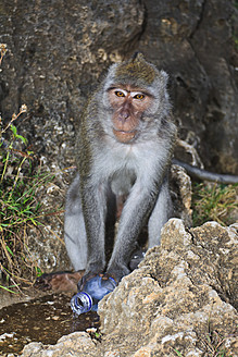 Indonesien, Insel Bali, Halbinsel Bukit, Affe sitzt mit Wasserflasche - WVF000191