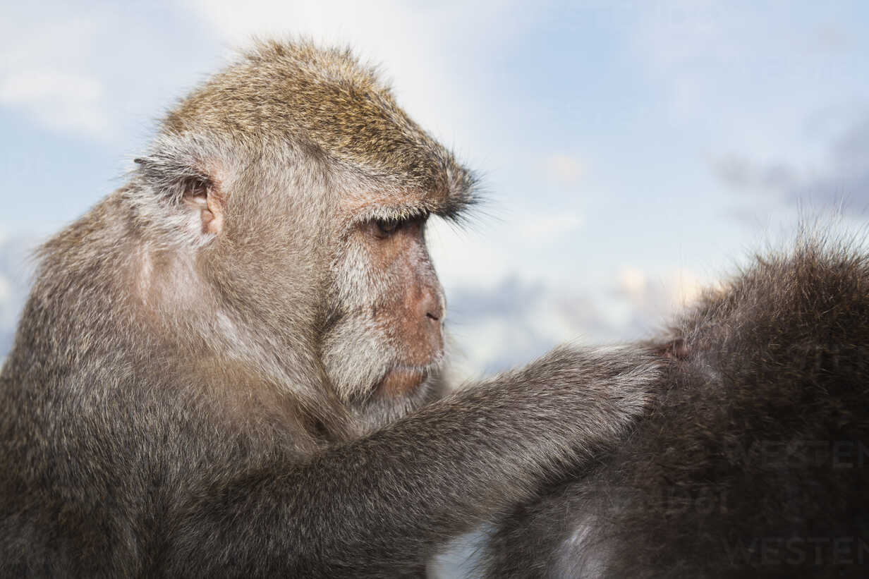 julia the monkey cutting hair｜TikTok Search
