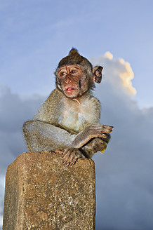 Indonesien, Insel Bali, Halbinsel Bukit, Affe sitzt auf Stein - WVF000189