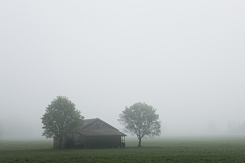 Deutschland, Bayern, Blick auf Scheune und Baum am frühen Morgen - FLF000001