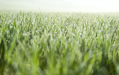 Italy, Tuscany, View of grass with dew drops, close up - FLF000008