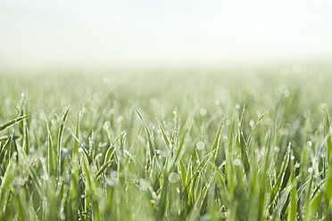 Italien, Toskana, Blick auf Gras mit Tautropfen, Nahaufnahme - FLF000009