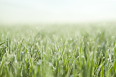 Italy, Tuscany, View of grass with dew drops, close up - FLF000009