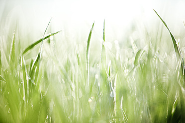 Italien, Toskana, Blick auf Gras mit Tautropfen, Nahaufnahme - FLF000010