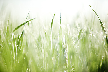 Italy, Tuscany, View of grass with dew drops, close up - FLF000010