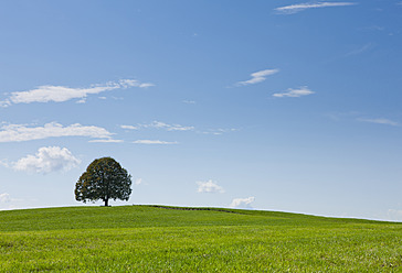 Deutschland, Bayern, Blick auf Baum in Landschaft - FLF000014