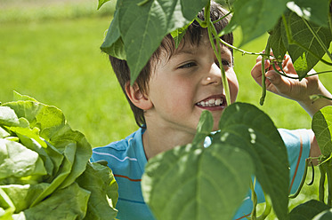 Deutschland, Bayern, Junge schaut sich Blätter im Garten an - WESTF017721