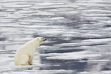 Europa, Norwegen, Svalbard, Eisbär sitzt auf Eis - FOF003600